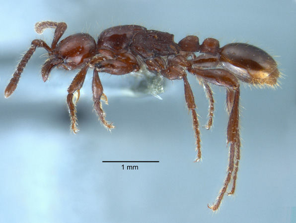 Aenictus panganthioni lateral