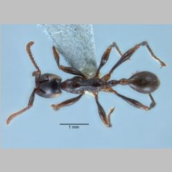 Aenictus pfeifferi Zettel & Sorger, 2010 dorsal