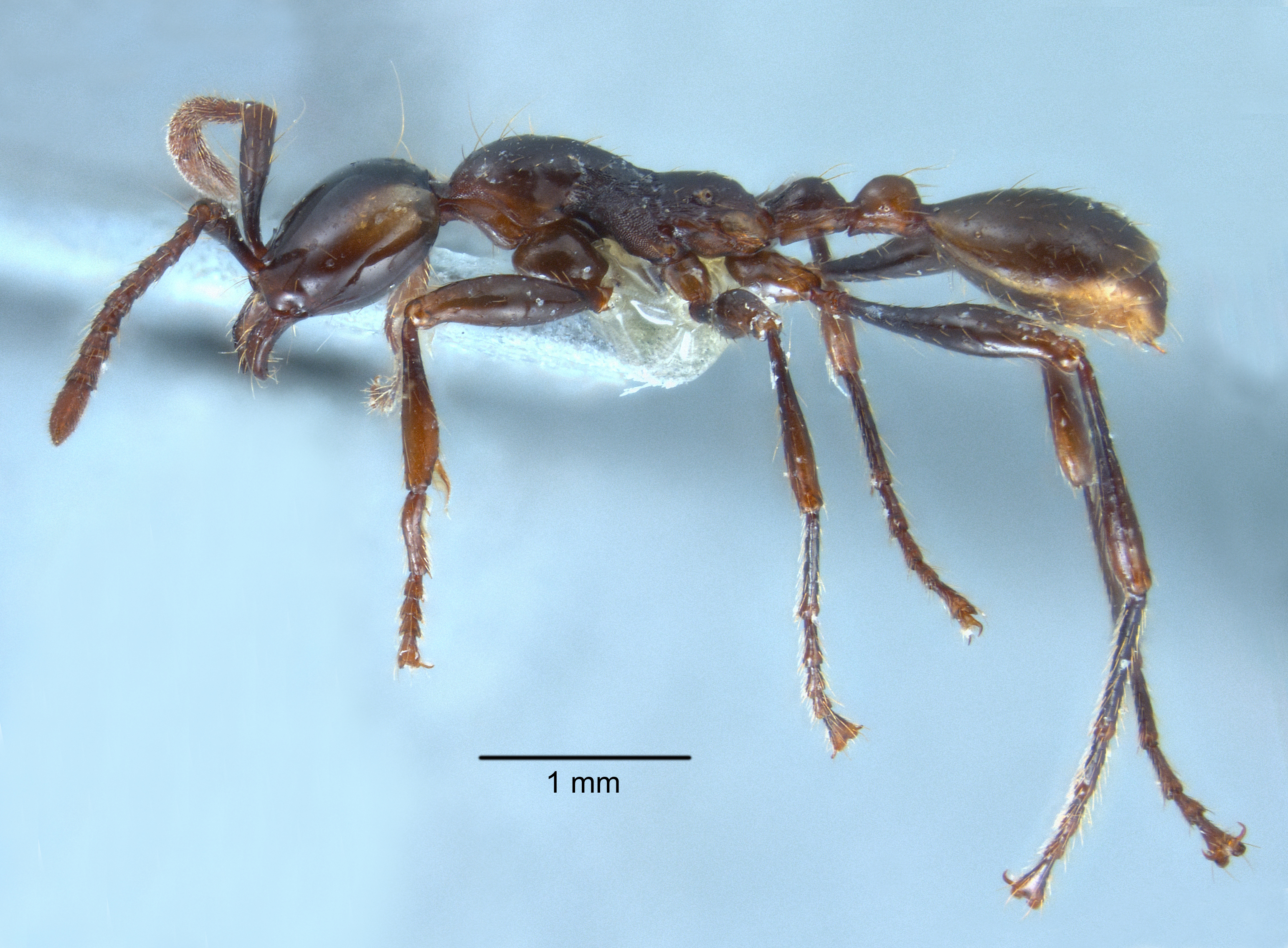 Aenictus pfeifferi lateral