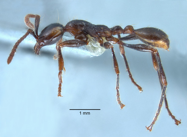 Aenictus pfeifferi lateral