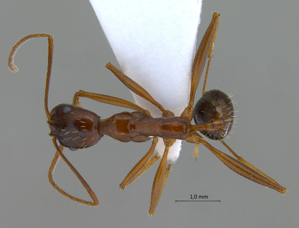 Aphaenogaster sp dorsal