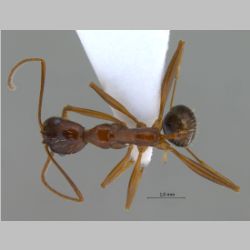 Aphaenogaster sp  dorsal