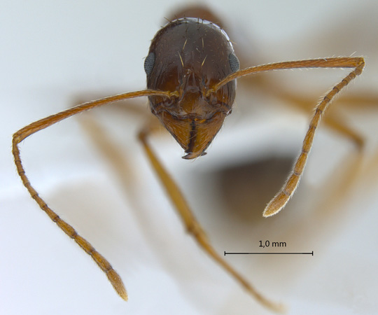 Aphaenogaster sp frontal