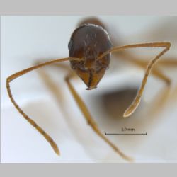 Aphaenogaster sp  frontal