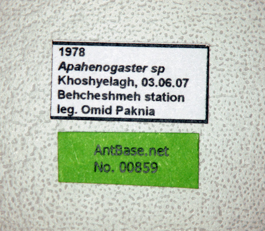 Aphaenogaster sp label
