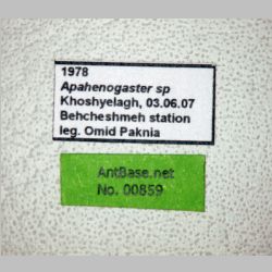 Aphaenogaster sp  label