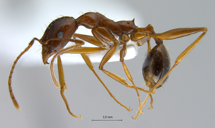 Aphaenogaster sp lateral