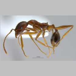 Aphaenogaster sp  lateral