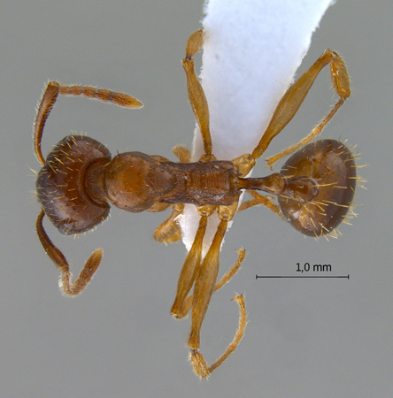 Aphaenogaster subterranea dorsal