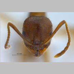 Aphaenogaster subterranea Latreille, 1798 frontal