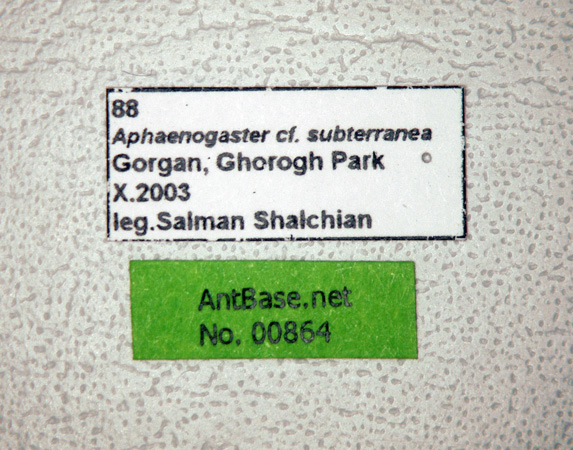 Aphaenogaster subterranea label
