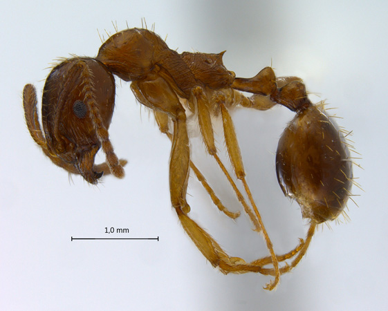 Aphaenogaster subterranea lateral