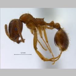 Aphaenogaster subterranea Latreille, 1798 lateral