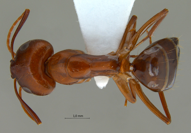 Camponotus shaqualavensis dorsal