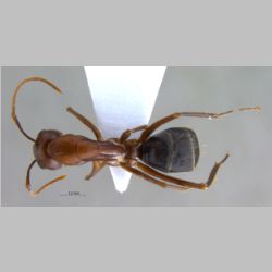 Camponotus turkestanicus Emery, 1887 dorsal