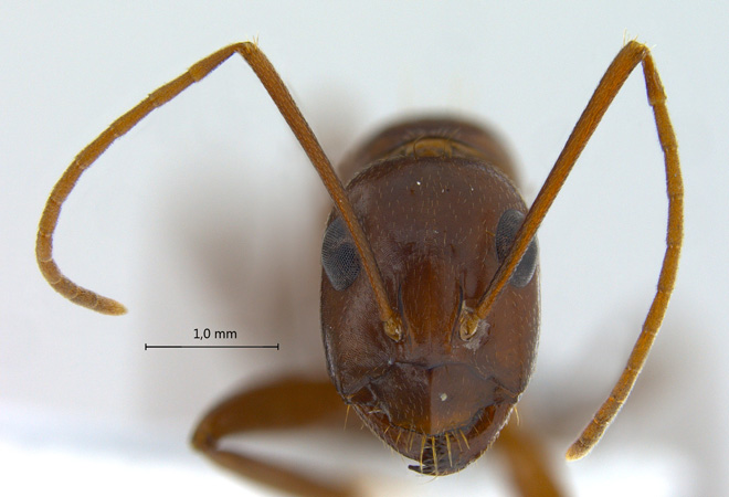 Camponotus turkestanicus frontal