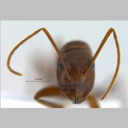Camponotus turkestanicus Emery, 1887 frontal