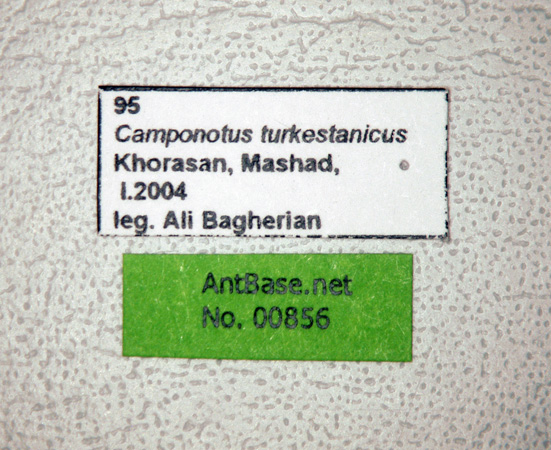 Camponotus turkestanicus label