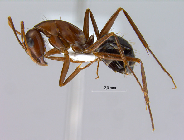 Camponotus turkestanicus lateral