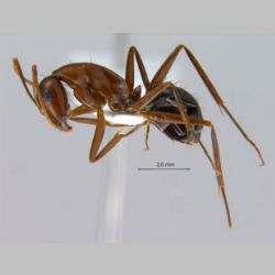 Camponotus turkestanicus Emery, 1887 lateral
