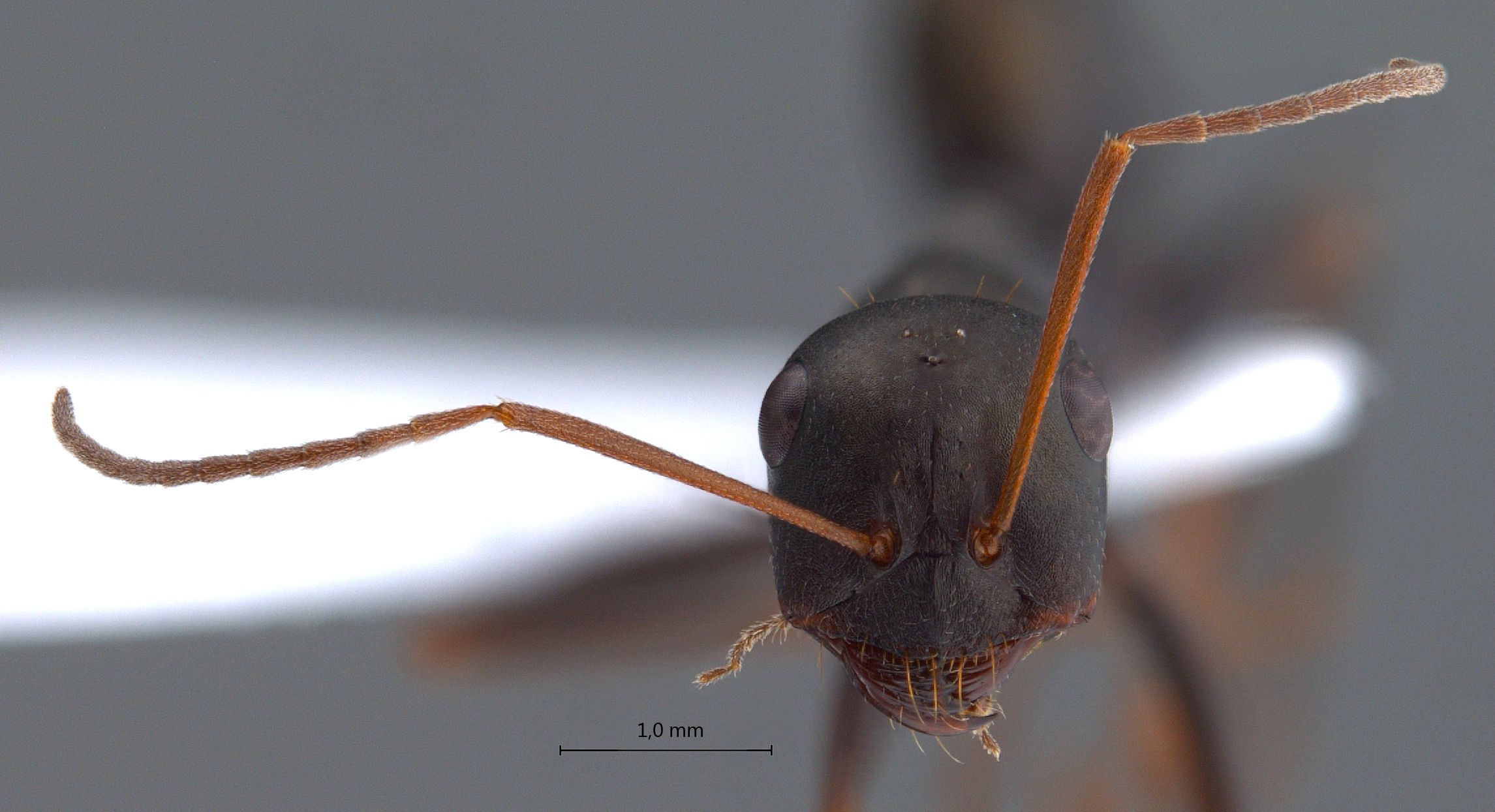 Cataglyphis aenescens frontal