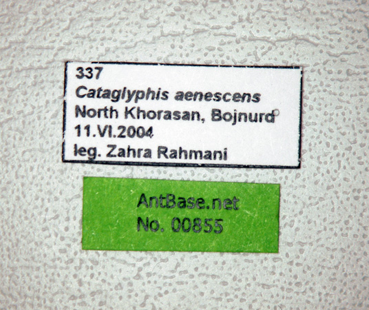 Cataglyphis aenescens label