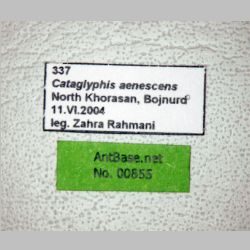 Cataglyphis aenescens Nylander, 1849 label