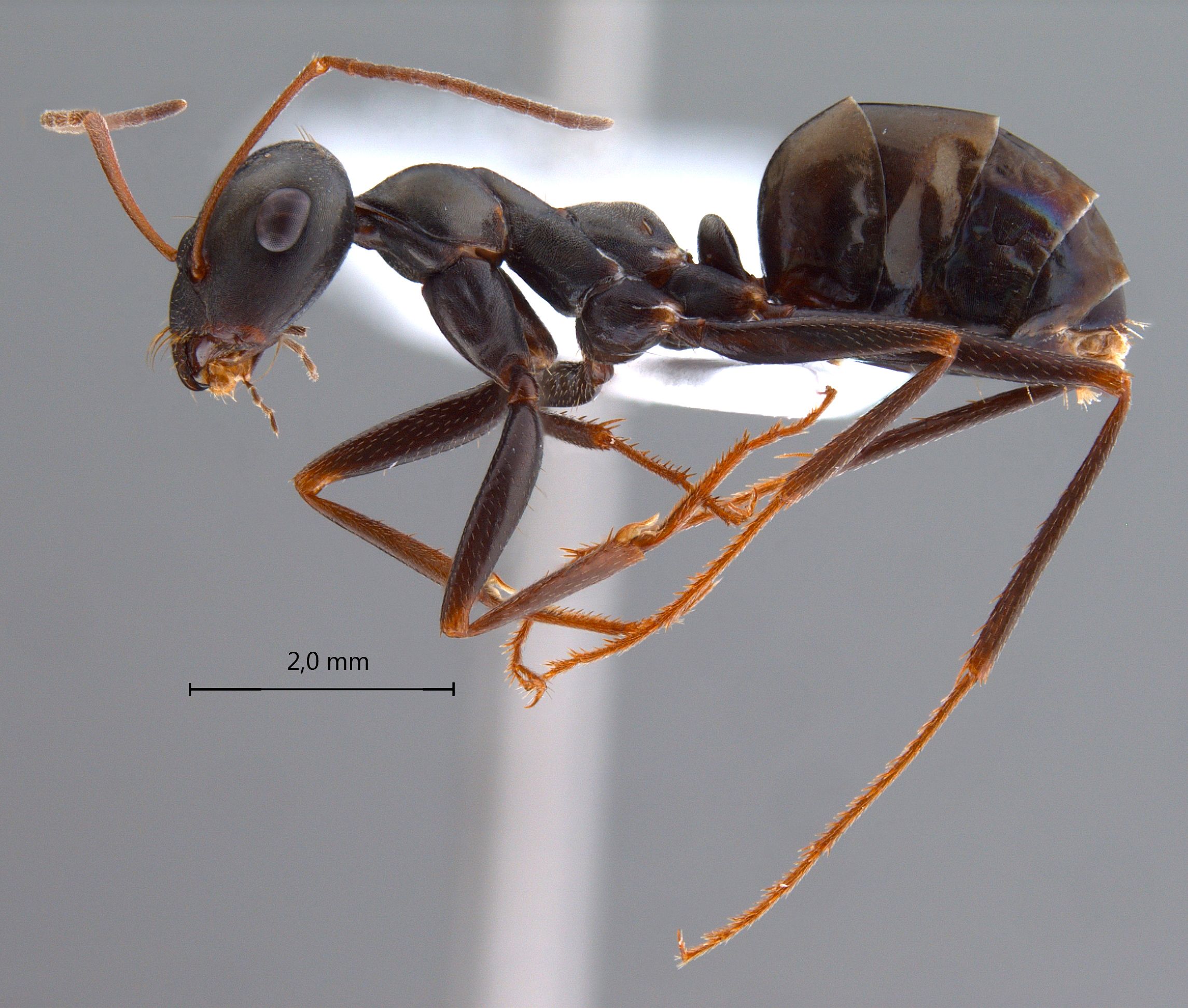 Cataglyphis aenescens lateral