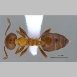 Crematogaster subdentata Fedchenko, 1877 dorsal