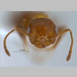 Crematogaster subdentata Fedchenko, 1877 frontal