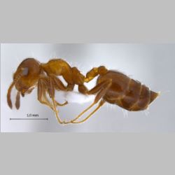 Crematogaster subdentata Fedchenko, 1877 lateral