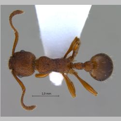 Myrmica sp-1  dorsal