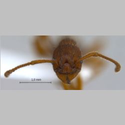 Myrmica sp-1  frontal