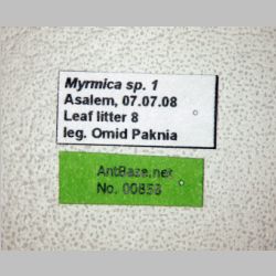 Myrmica sp-1  label