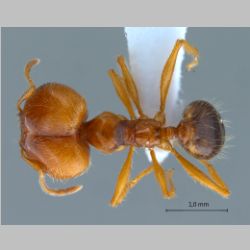 Pheidole pallidula Nylander, 1849 dorsal