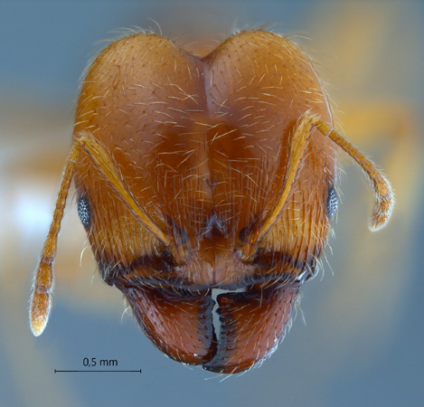 Pheidole pallidula frontal