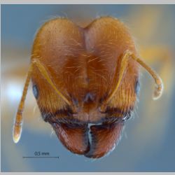 Pheidole pallidula Nylander, 1849 frontal