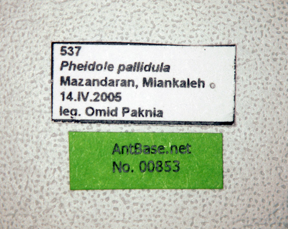 Pheidole pallidula label