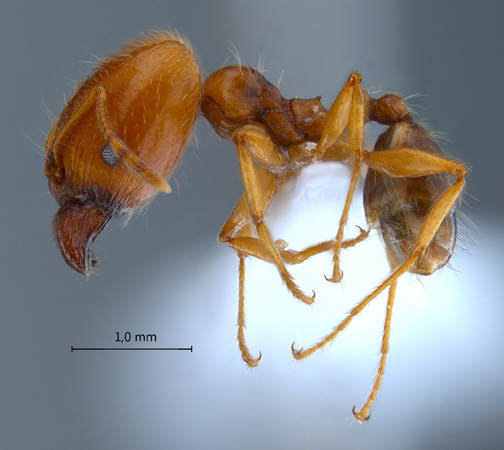 Pheidole pallidula lateral