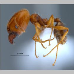 Pheidole pallidula Nylander, 1849 lateral