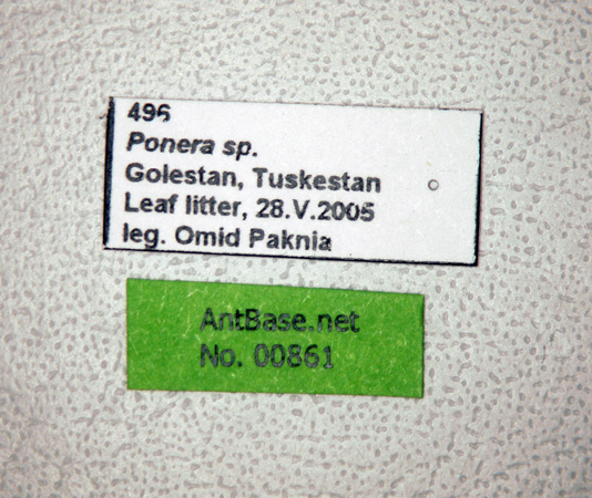 Ponera sp label