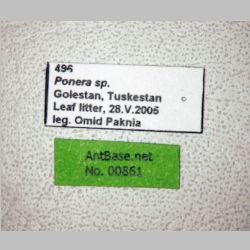 Ponera sp  label