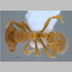 Pyramica sp  dorsal