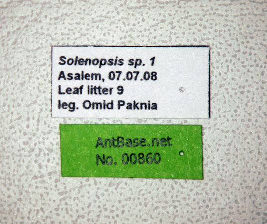 Solenopsis sp-1 label