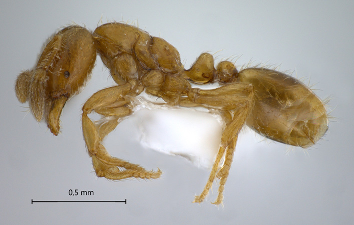 Solenopsis sp-1 lateral