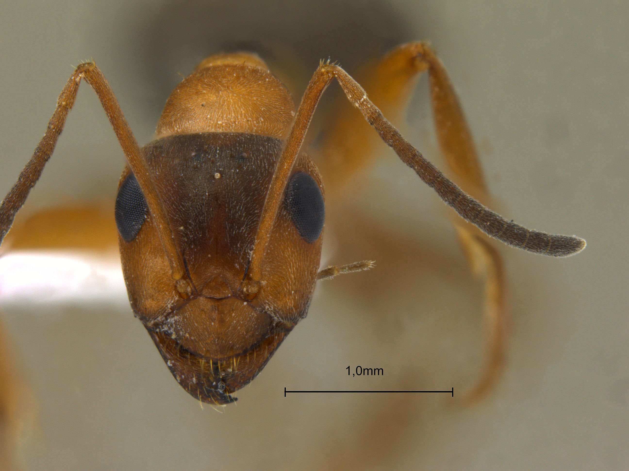 Formica cunicularia frontal