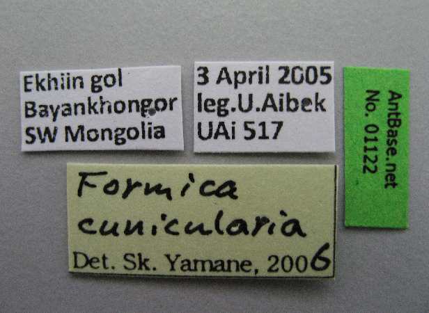 Formica cunicularia label