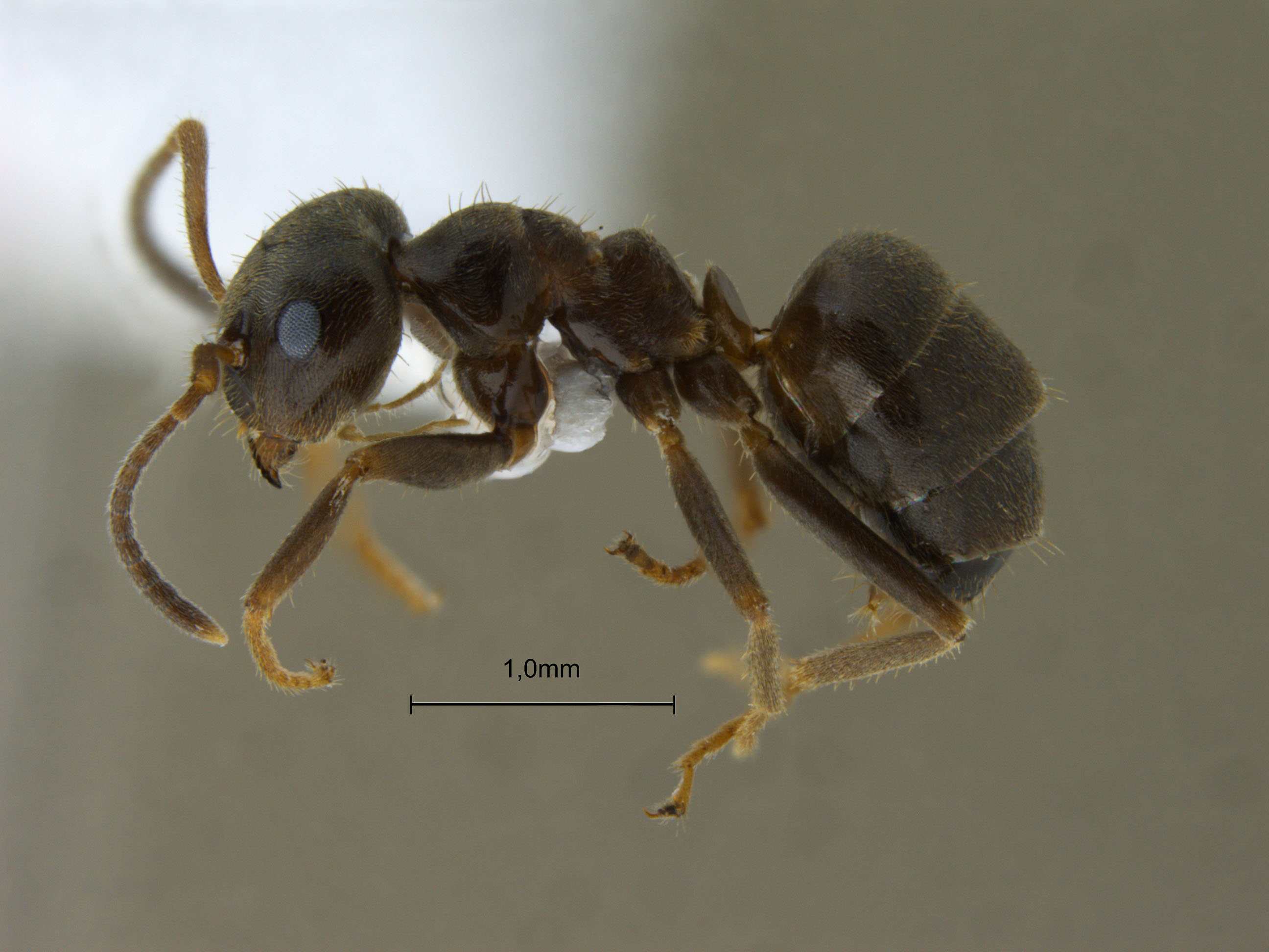 Lasius niger lateral