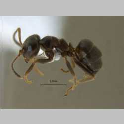 Lasius niger Linnaeus, 1758 lateral