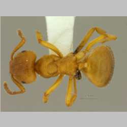 Lasius przewalskii Ruzsky, 1915 dorsal